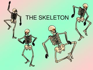 THE SKELETON