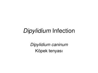 Dipylidium Infection