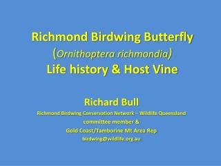 Richmond Birdwing Butterfly ( Ornithoptera richmondia ) Life history &amp; Host Vine