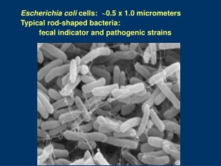 Escherichia coli cells: ~0.5 x 1.0 micrometers Typical rod-shaped bacteria: