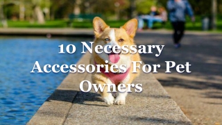 10 Necessary Accessories For Pet Owners