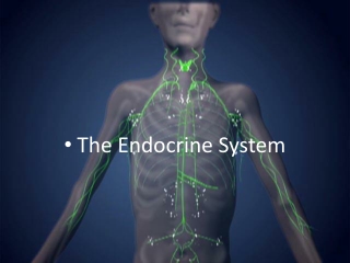 The Endocrine System