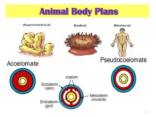 Animal Body Plans