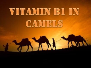 Vitamin B1 in Camels