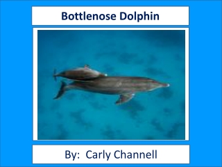 Bottlenose Dolphin