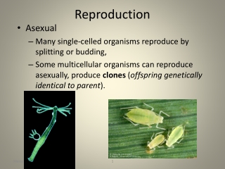 Reproduction