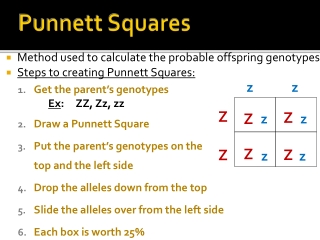 Punnett Squares