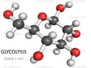 GLYCOLYSIS