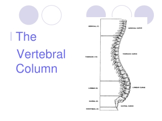 The Vertebral Column