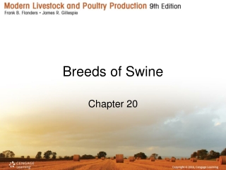 Breeds of Swine