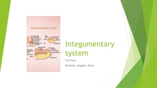 Integumentary system