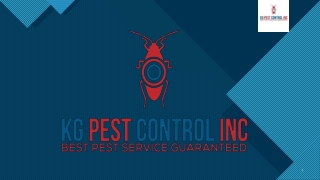 Tips on How to Spot Pest Infestation – Seek Best Rodent & Bedbug Treatment Service