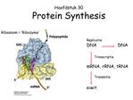 Hoofdstuk 30 Protein Synthesis