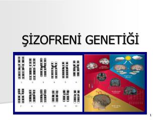 ŞİZOFRENİ GENETİĞİ