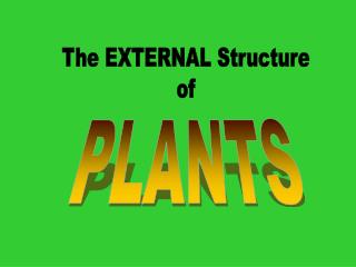 The EXTERNAL Structure of
