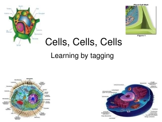Cells, Cells, Cells
