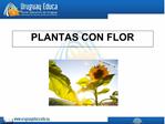 PLANTAS CON FLOR