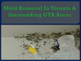 Mold Removal In Toronto & Surrounding GTA Areas