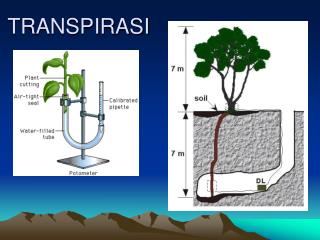 TRANSPIRASI