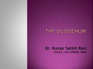 The Duodenum