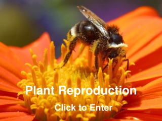 Plant Reproduction