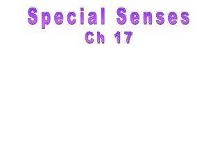 Special Senses