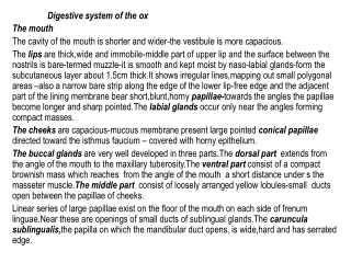 Digestive system of the ox The mouth