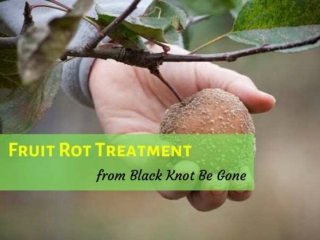 Get advanced Fruit rot treatment from Black Knot Be Gone