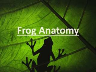 Frog Anatomy