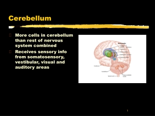 Cerebellum