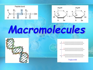 Macromolecules