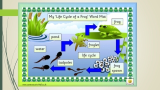 Life Cycle of a Frog