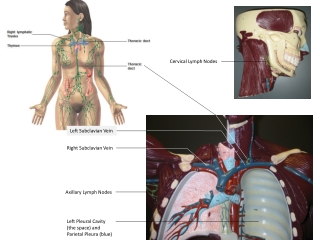 Left S ubclavian Vein