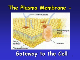 The Plasma Membrane -