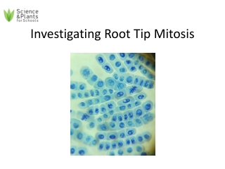 Investigating Root Tip Mitosis