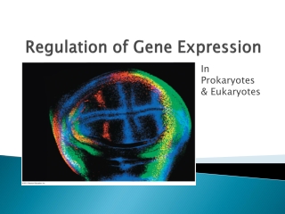 Regulation of Gene Expression