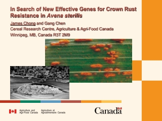 In Search of New Effective Genes for Crown Rust Resistance in Avena sterilis