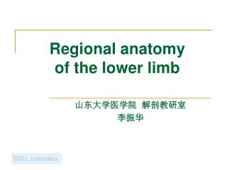 Regional anatomy of the lower limb