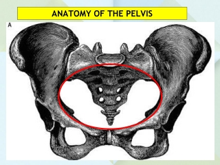 ANATOMY OF THE PELVIS