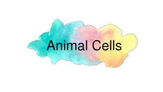 Animal Cells