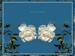 Les roses de la libert