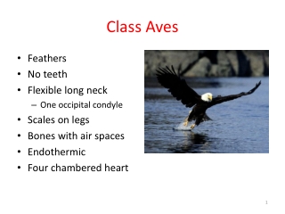 Class Aves