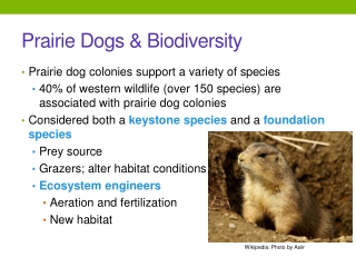 Prairie Dogs &amp; Biodiversity