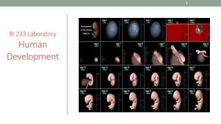 BI 233 Laboratory Human Development