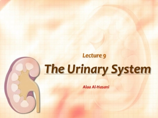 The U rinary System