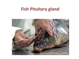 Fish Pituitary gland