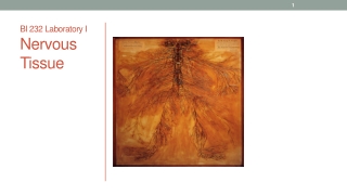 BI 232 Laboratory I Nervous Tissue