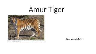 Amur Tiger