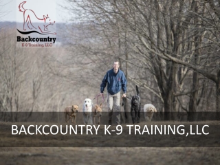 Importance Of Dog Training