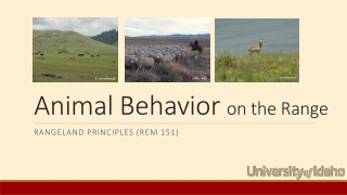 Animal Behavior on the Range